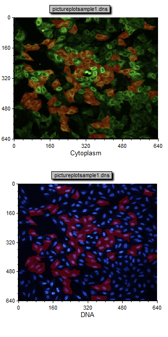 图T28.8  Highlighting of Cells Included in Cells Gate 1 (把在门"Gate 1"中的细胞高亮显示)